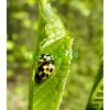 Propylea quatuordecimpunctata (Linnaeus, 1758) Wrzeciążka